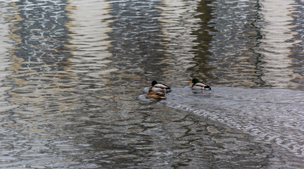 three ducks swim on the lake on a winter day
