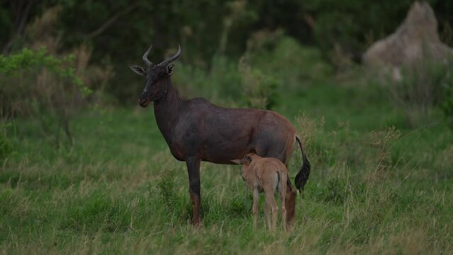 Tsessebe with young, Damaliscus lunatus, detail portrait of big brown African mammal in nature habitat. Sassaby, in green vegetation, Okavango in Botswana. Widlife scene from nature. 