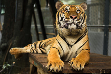 This beautiful Bengal tiger is looking relaxed and sitting like an innocent cat. Although they can be quite aggressive and dangerous in the wild.