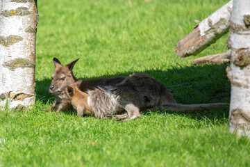 A baby kangaroo and a mother kangaroo hid from the sun in the shade on the green grass.