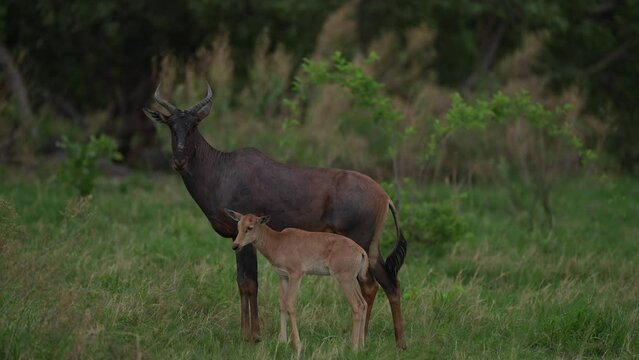Tsessebe with young, Damaliscus lunatus, detail portrait of big brown African mammal in nature habitat. Sassaby, in green vegetation, Okavango in Botswana. Widlife scene from nature. 