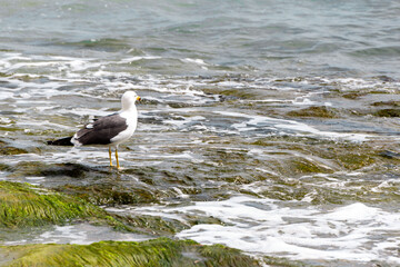 A yellow-legged gull looking at the sea.