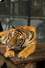 This beautiful Bengal tiger is looking relaxed and sitting like an innocent cat. Although they can be quite aggressive and dangerous in the wild. © Rattanapon