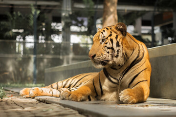 This beautiful Bengal tiger is looking relaxed and sitting like an innocent cat. Although they can be quite aggressive and dangerous in the wild.
