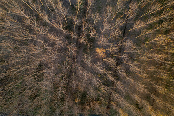 Fototapeta na wymiar Aerial view of a forest with bare trees in the winter season