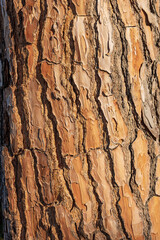 Extreme close-up of a maritime pine bark (pinus pinaster). Wooden texture, pattern or background, photography.