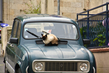 Cat on an old car in Concarneau