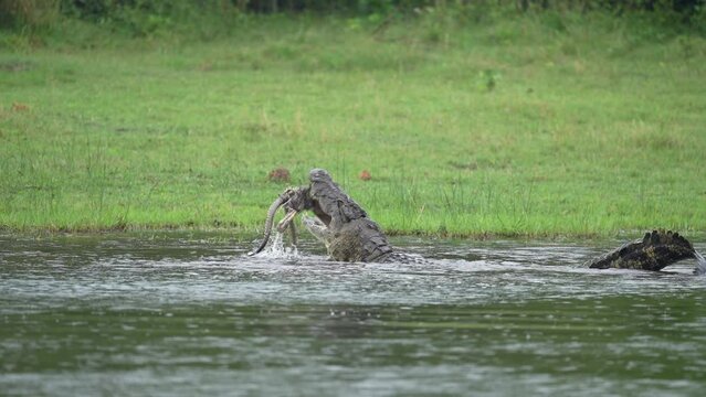 Africa wildlife. Crocodile catch waterbuck in the water, head horn in muzzle mouth. Crocodile kill in the river Khwai, Moremi in Botswana. Africa wildlife, feeding behavior. Water lizard in habitat.