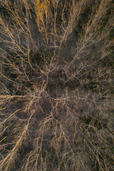 Fototapeta na wymiar Aerial view of a forest with bare trees in the winter season