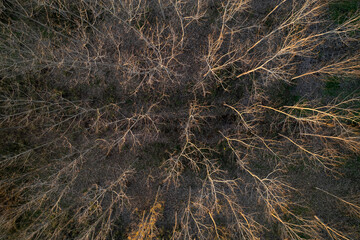 Naklejka na ściany i meble Aerial view of a forest with bare trees in the winter season