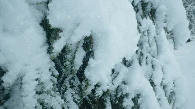 The snow falling fast on the ground during the winter covering the trees in the forest in Estonia