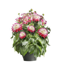 Potted pink white dahlia flowers in flowers pot, isolated