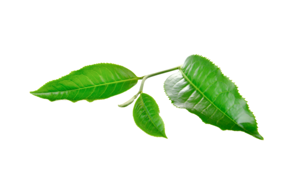 Green tea leaf isolated on   transparent png