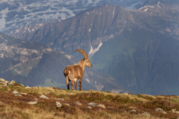 Obraz premium Alpine ibex in the Switzerland Alps. Male of ibex on the mountains. European nature. Goat with long horns.