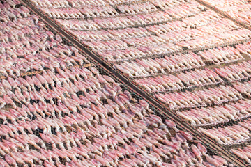 local fisherman,Fresh squids are dried in the sun,  Dry squids pattern in the sunlight.