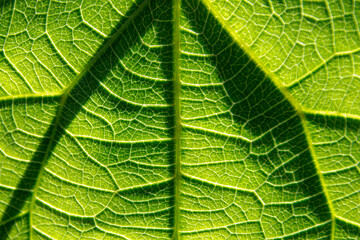 Green leaf pattern background, green leaf blade texture,  Texture on the leaf, green leaves of nature background. 