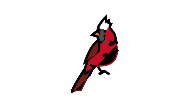 northern cardinal bird exotic color icon animation