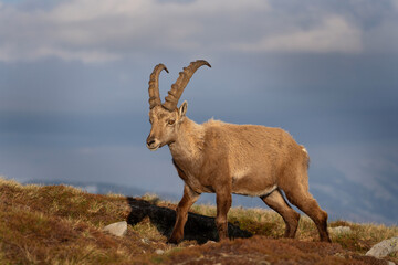 Alpine ibex in the Switzerland Alps. Male of ibex on the mountains. European nature. Goat with long horns.