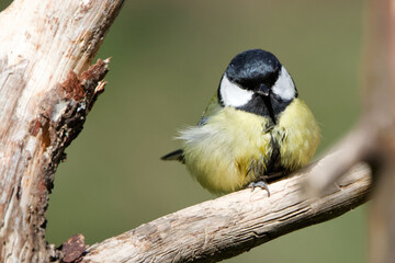 La mésange charbonnière
