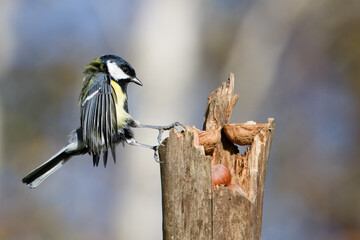 La mésange charbonnière