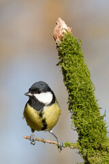 La mésange charbonnière