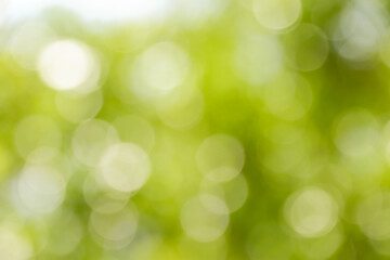 Abstract  background, lighting on nature, green blur lighting, green nature bokeh .background 