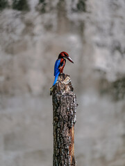 kingfisher on a branch