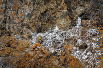 Gyrfalcon nest on the rock. Gyrfalcon (Falco rusticolus) chicks in their natural habitat in the Arctic. Young wild birds of prey sit on a rock. Wildlife of Chukotka and Siberia. Far East of Russia.