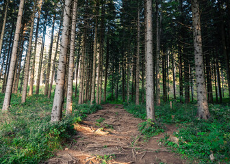 Obraz premium footpath in the woods