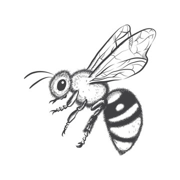 recommend clip art: Vector bee line drawing black on white background