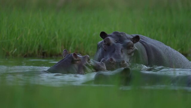Hippos in the Khwai river, Moremi in Botswana. Africa wildlife nature. Mother and yuoung plaing in the water, green grass in the wet season in Africa. Aminal river behaviour in the Africa.