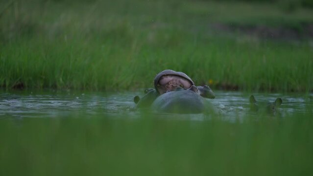 Hippos in the Khwai river, Moremi in Botswana. Africa wildlife nature. Mother and yuoung plaing in the water, green grass in the wet season in Africa. Aminal river behaviour in the Africa.