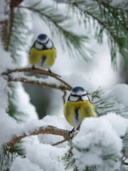Eurasian blue tit (Cyanistes caeruleus), small passerine bird.