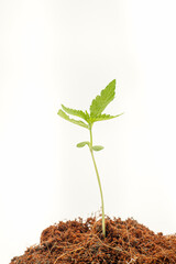 A pile of soil with cannabis seedlings grows over on a white background