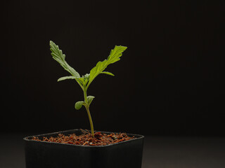 Cannabis seedling in a potted against a black background