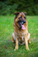 Schäferhund