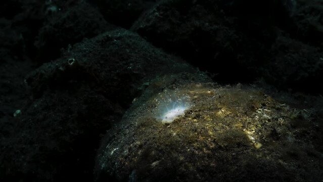 A translucent sea slug movers quickly across a reef with the sunlight flickering above the ocean