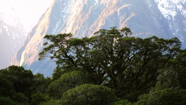 Milford sound valley with beech trees covered in moss with mount mitre peak on the backdrop. Aerial view of prehistoric landscape