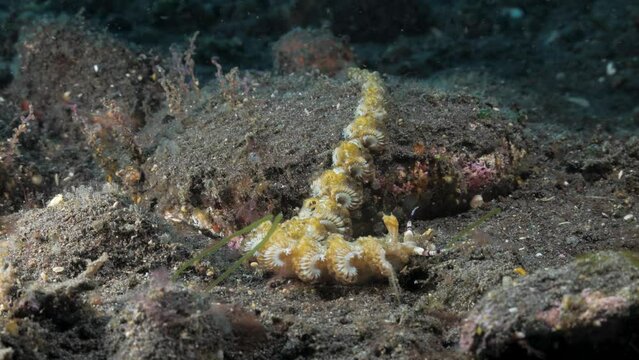 A long Yellow Nudibranch slowly craws over the ocean floor in search of food. Marine animal study