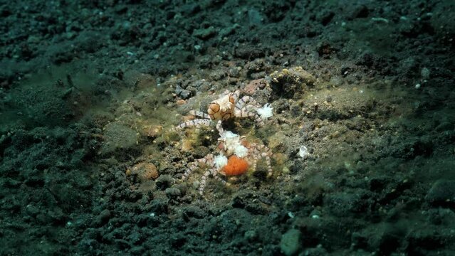 Two  Boxer Crabs with Anemones attached to their claws guarding a mass of eggs. Marine science observation