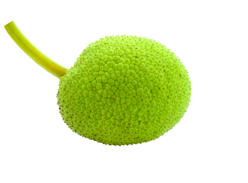 Breadfruit isolated cut out transparene png