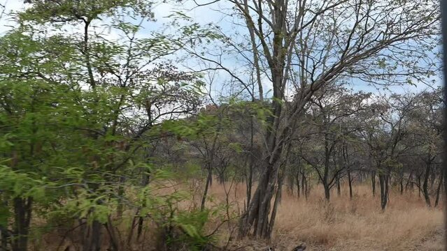 game drive scenery in Zimbabwe, Africa