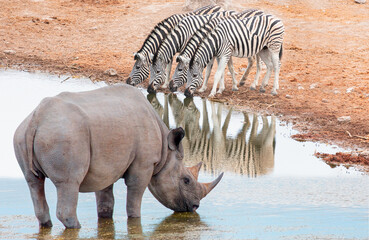 Fototapeta na wymiar Rhino and two zebra drinking water from a (rezerv) small lake - Etosha National Park, Namibia