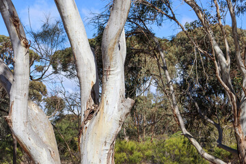 eucalyptus trees in bushland