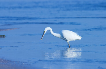 White egret foraging on the beach. 