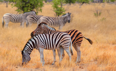 Obraz na płótnie Canvas Herd of zebras in yellow grass - Etosha park, Namibia