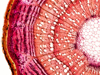 rose of sharon stem transversal section under the microscope - optical microscope x100 magnification