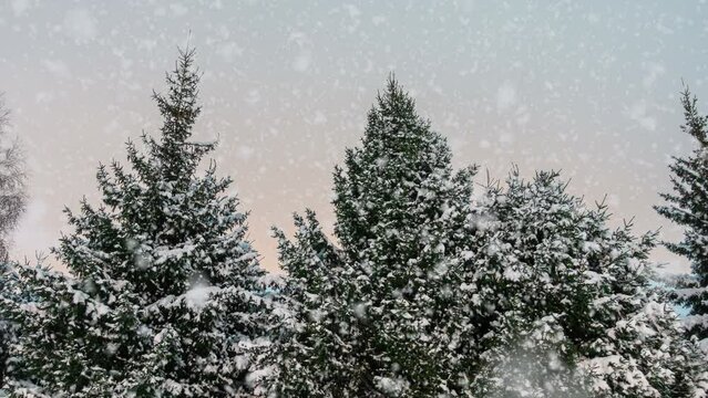 Winter spruce forest, snow is falling. Cinemagraph, snowfall. Christmas.New Year