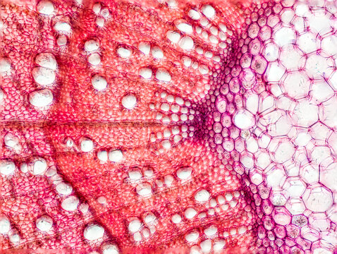 rose of sharon stem transversal section under the microscope - optical microscope x100 magnification