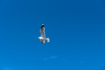 Beautiful seagull against the blue sky. Flying seagull against the blue sky.